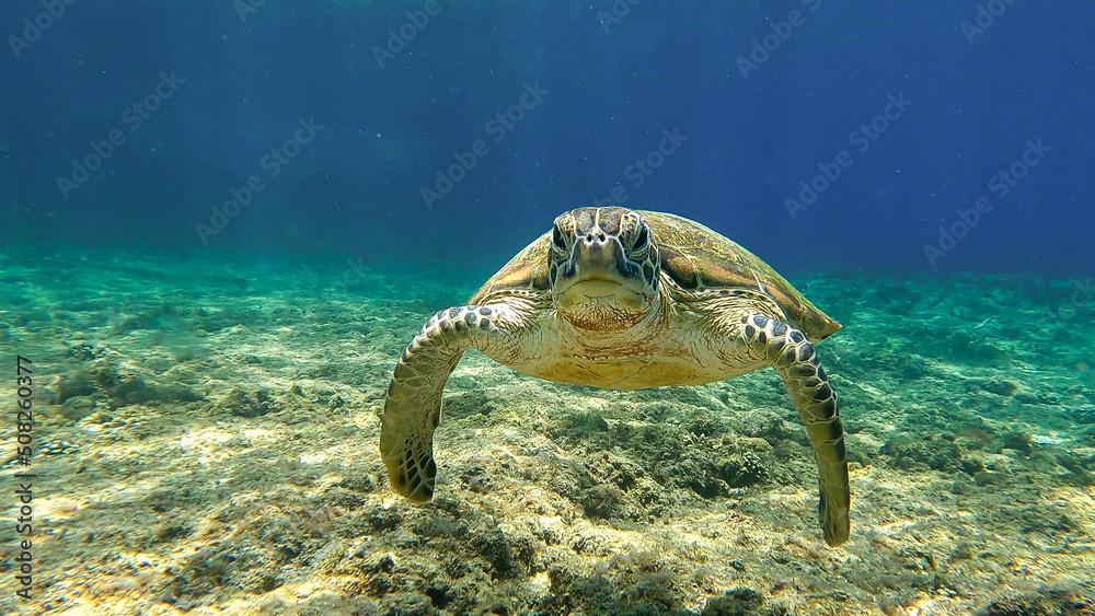 热带蓝色海水中的霍克斯比龟。