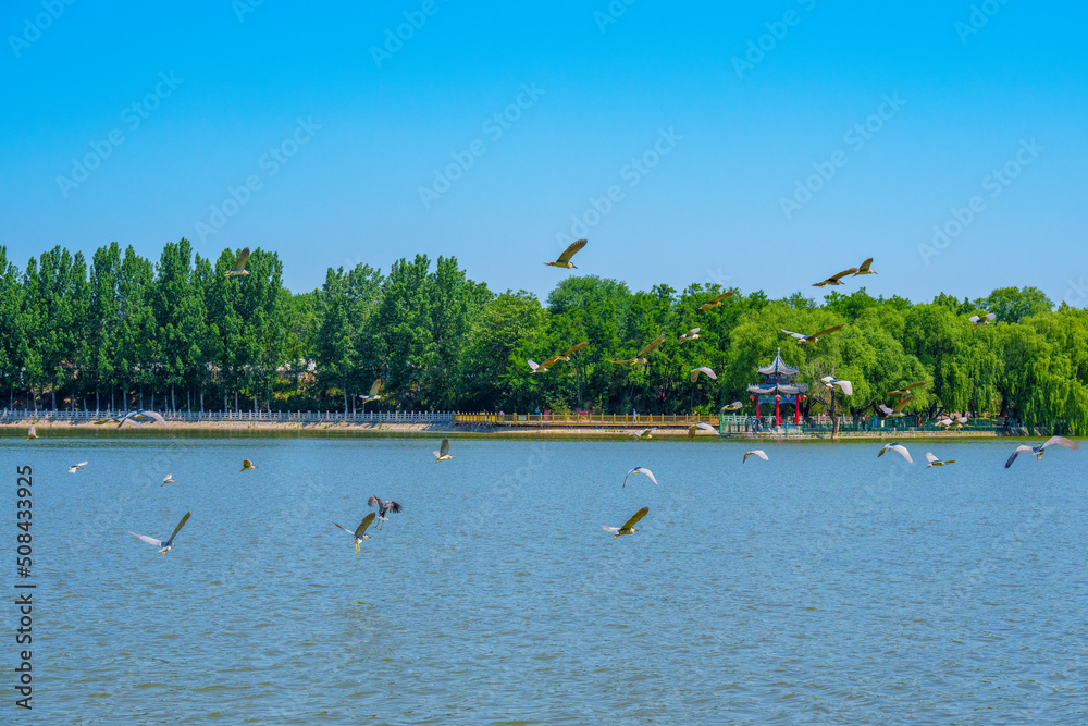 一群白鹭在湖中飞翔