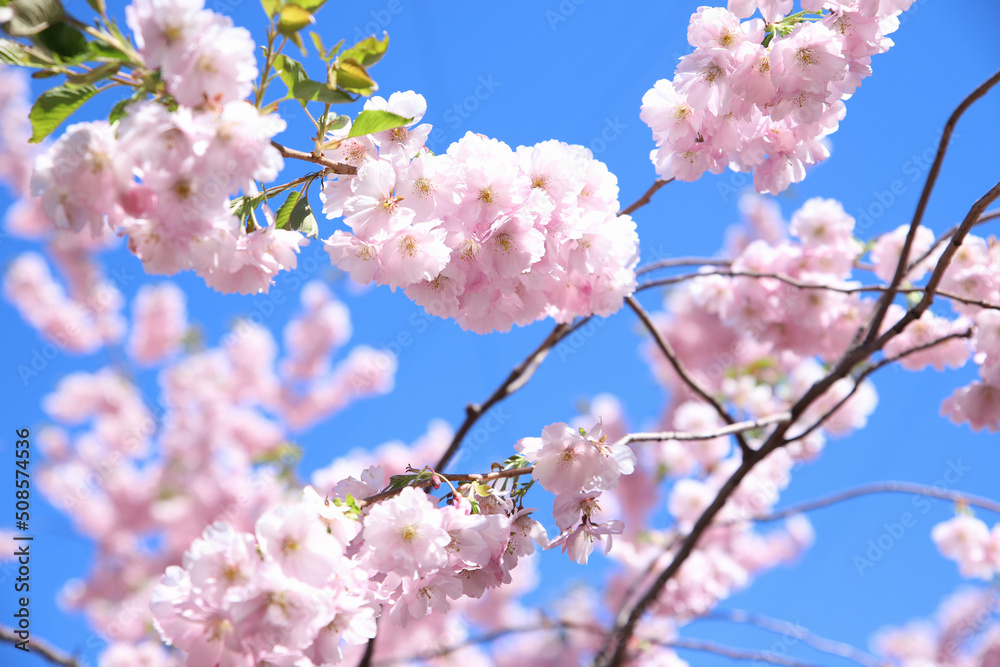 粉红色的樱花在蓝天上绽放。美丽的花朵背景纹理，春天的时候。