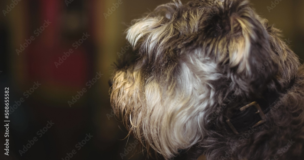 灰色和白色长毛宠物狗的特写镜头