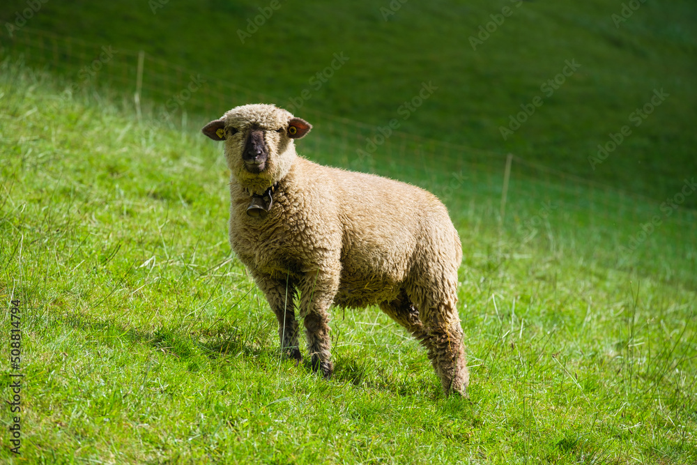 草地上的绵羊。瑞士绵羊。瑞士农业。牧场上的家畜。美阿
