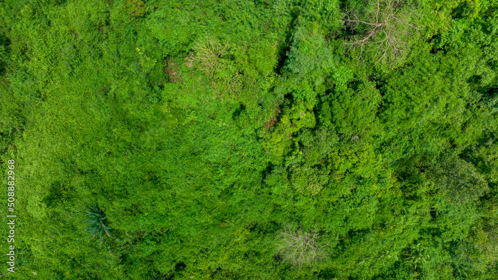 自然清洁空气，野生森林山上美丽的天然绿地鸟瞰图
