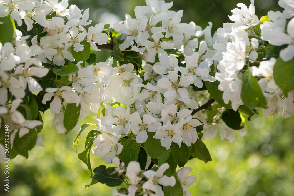 白色的花朵在模糊的背景下绽放。花园和公园里的苹果树在阳光下绽放。美丽
