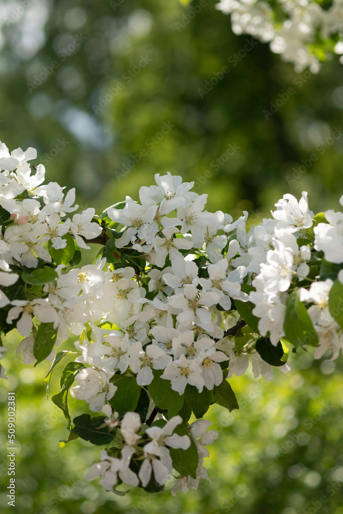 白色的花朵在模糊的背景下绽放。花园和公园里的苹果树在阳光下绽放。美丽