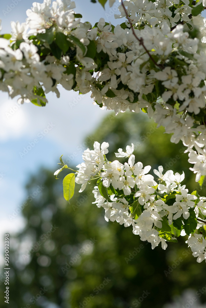 模糊背景下盛开的白花。花园、公园里的苹果树与蓝天一起绽放。美丽