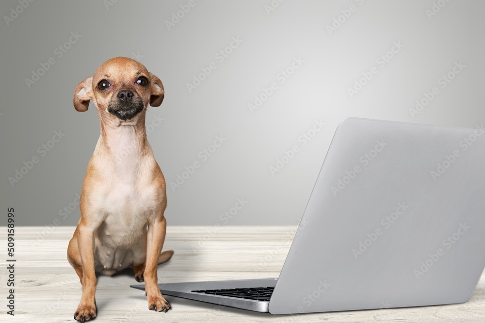 可爱的狗坐在笔记本电脑前。狗不高兴或高兴地大喊大叫，庆祝受害者