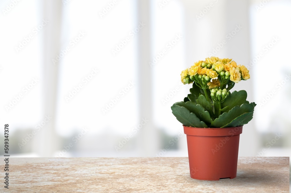 Home flower or plant. Blooming flower in a pot on the windowsill.