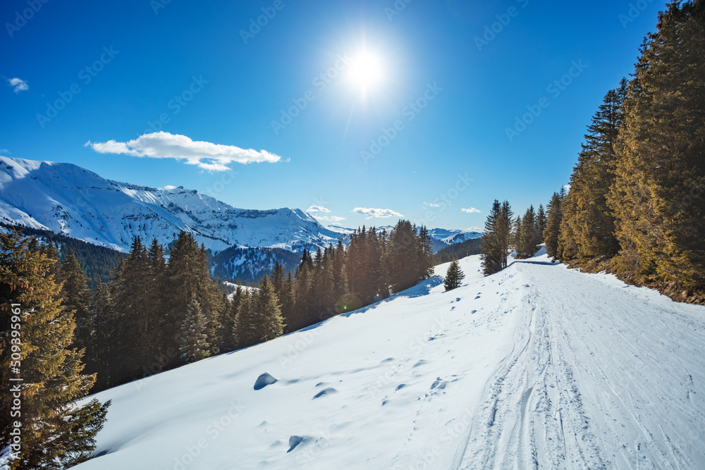 高山全景下树林中的山地滑雪道
