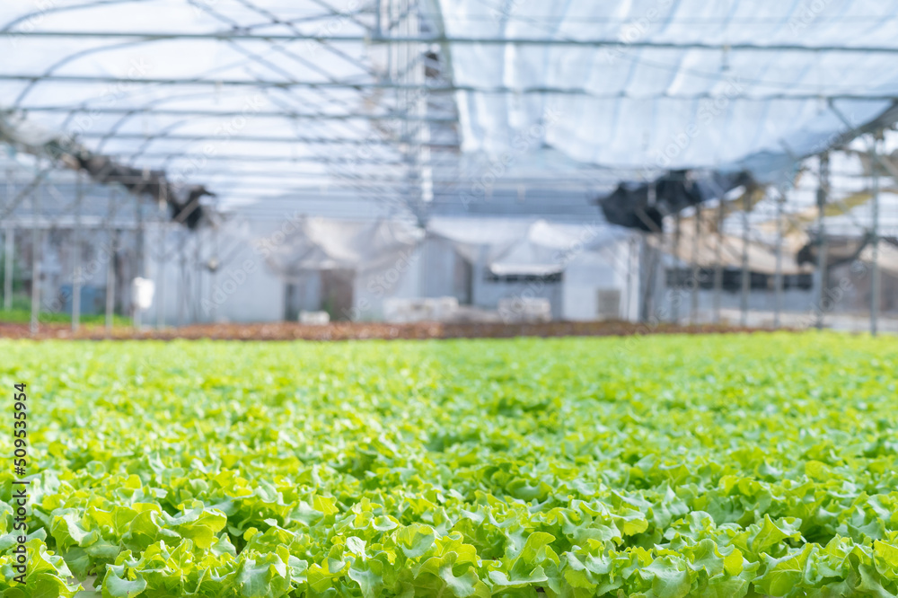 温室农场采用有机水培方法系统控制水培蔬菜农场。