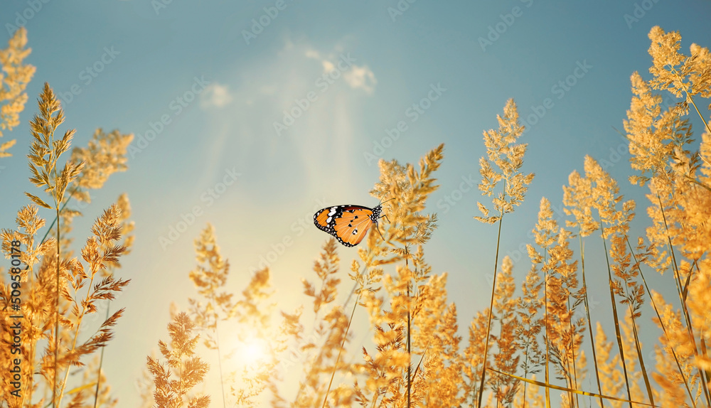蝴蝶在蓬松的田野草地上，自然阳光的背景。美丽的乡村田园艺术