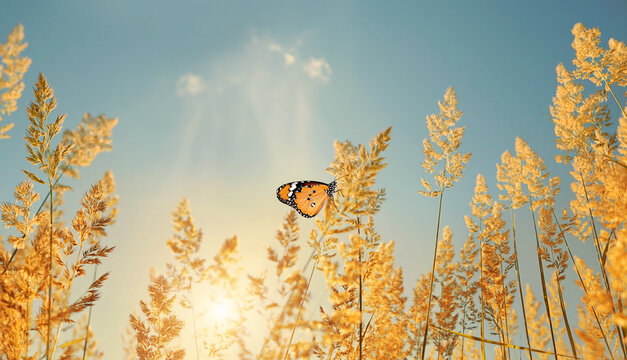 蝴蝶在松软的田野草地上，自然阳光明媚的背景。美丽的乡村田园艺术
