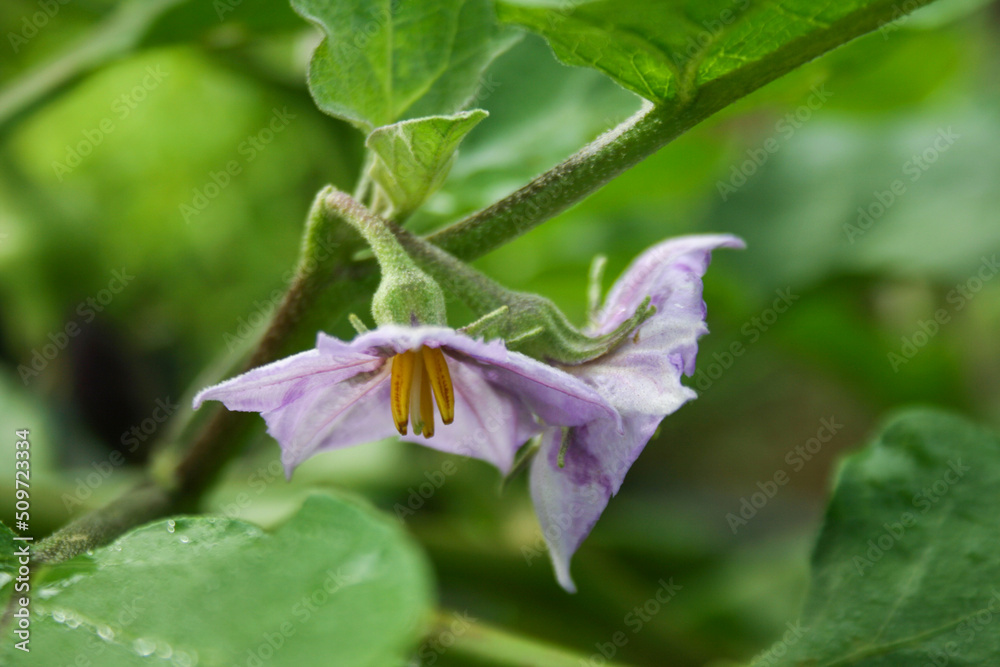 紫色茄子花，泰国园丁的有机蔬菜