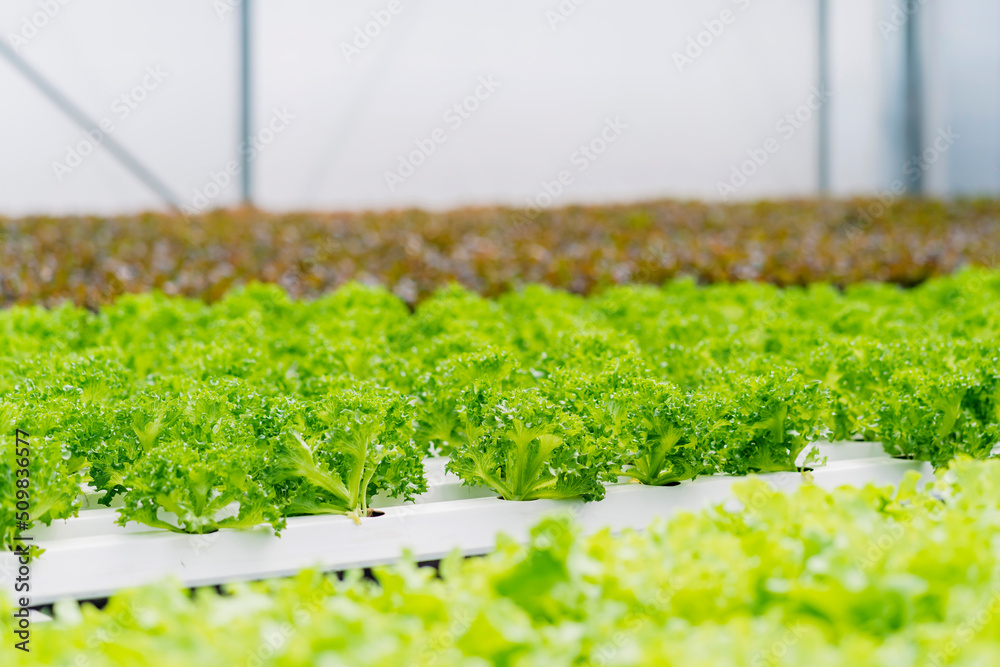 以水培方式种植的绿叶生菜农场，用于灌溉沙拉的现代温室