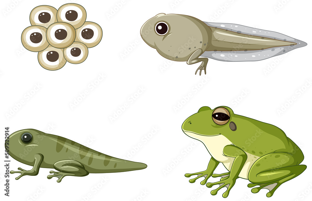 蛙类生命周期图