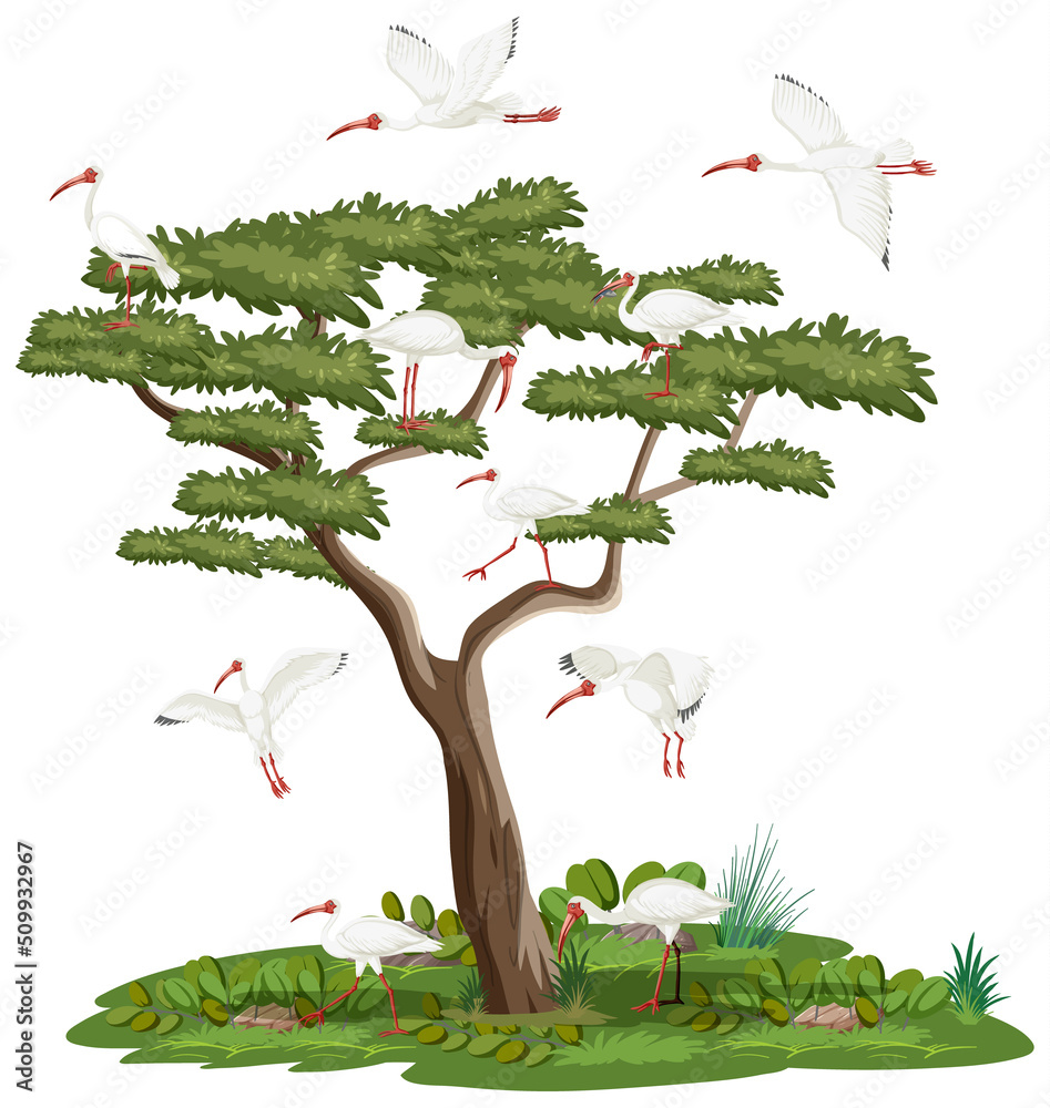 与美国白ibis群隔离的树