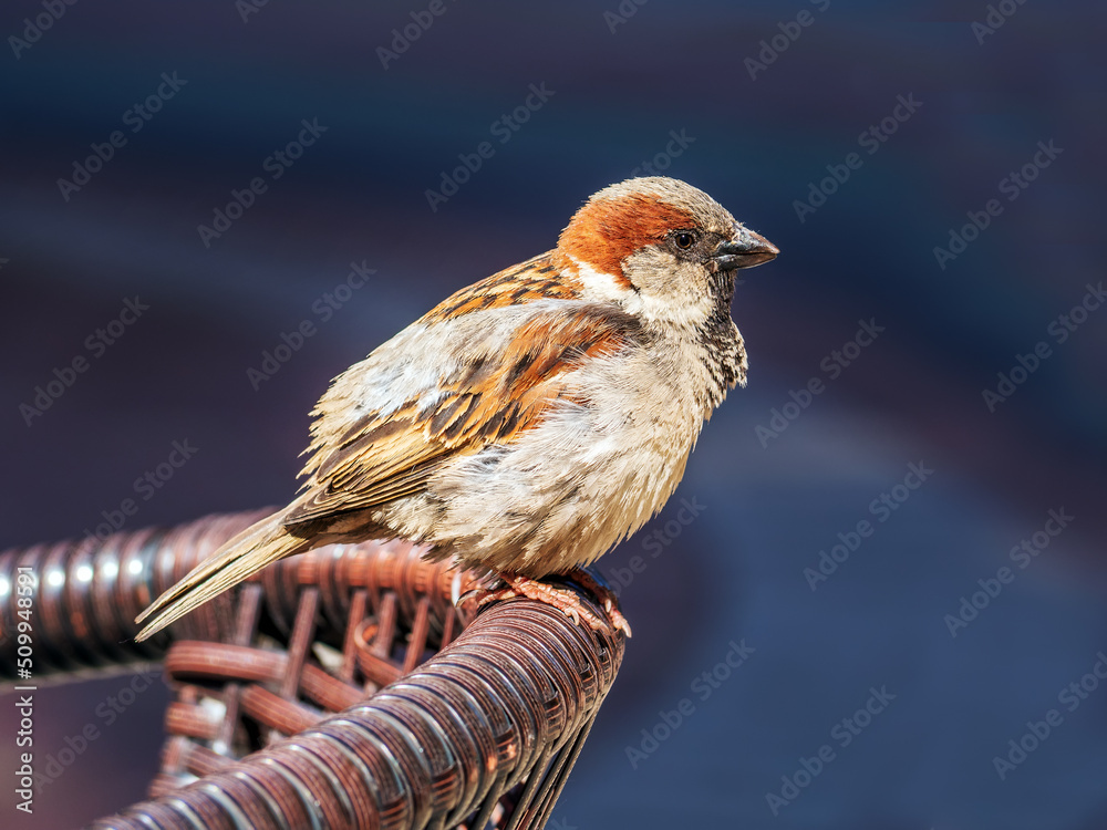 Sparrow male is sitting on the back of a wicker chair of street cafe. Side view, close-up