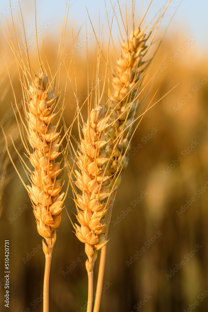 成熟的麦田，夏日田野里的自然风光。农业场景。