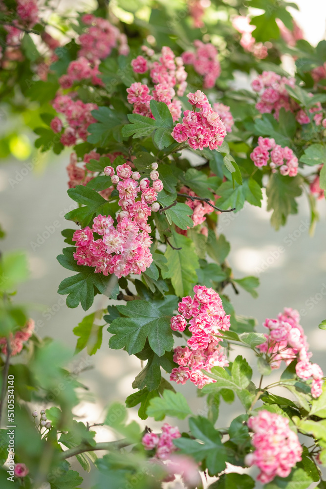 背景模糊的玫瑰盛开的树枝。Pauls Scarlet粉红色的花朵在花园里绽放。