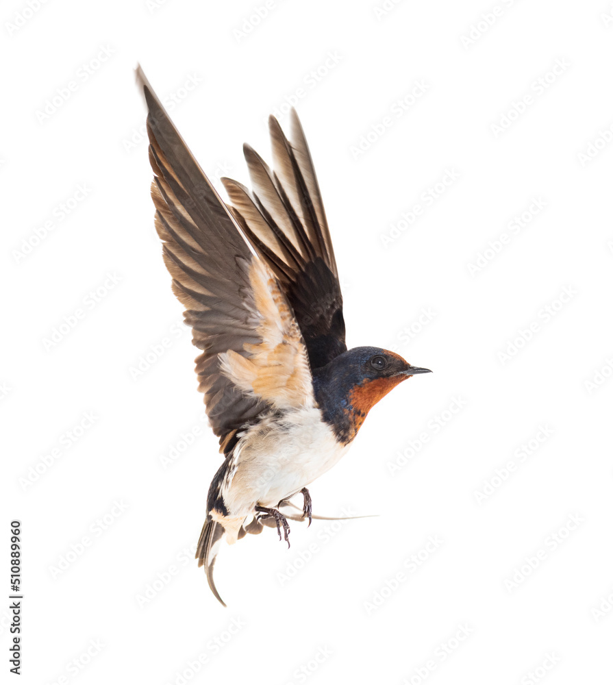 谷仓燕子展开翅膀，鸟儿，Hirundo rustica，在白色背景下飞翔