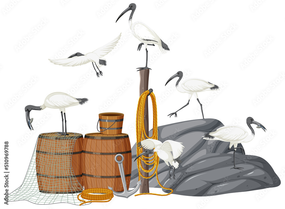 带捕鱼物体的澳大利亚白ibis群