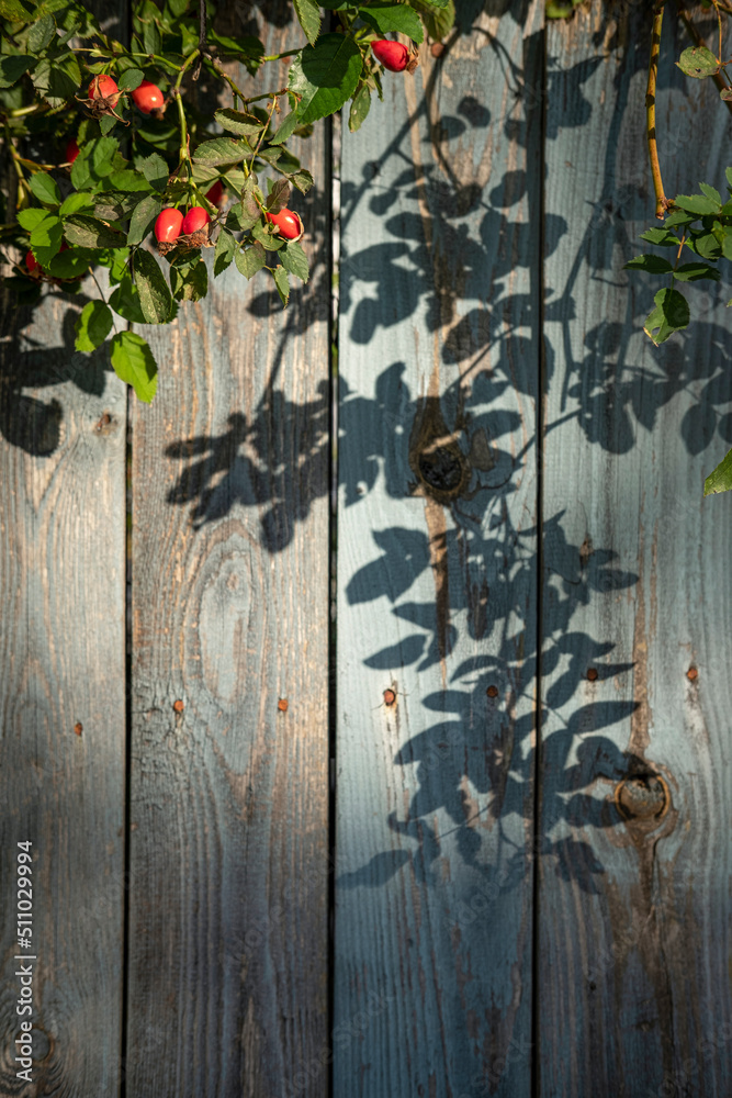 Blue old wooden wall texture with rose hip bush and leaves shadow blurred background. Beautiful, scr