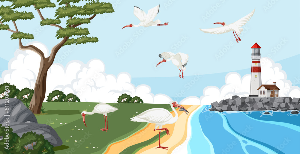 海岸边的美国白ibis群