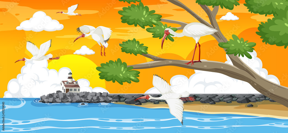 与美国白ibis团体的户外场景
