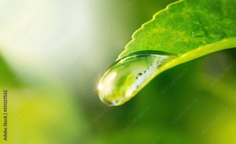 绿叶尖端的一滴水或露水的美丽宏观图像，象征着纯洁和芳香