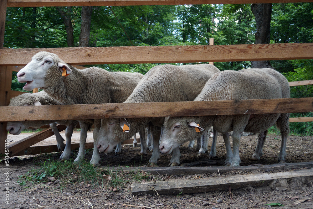 羊群和木栅栏