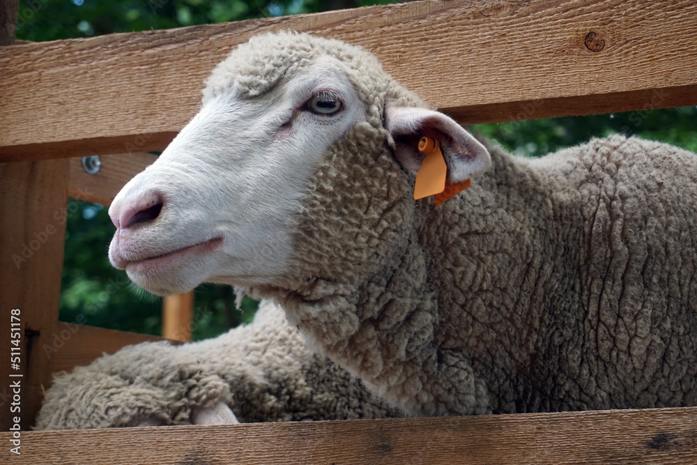 羊把头伸进木栅栏