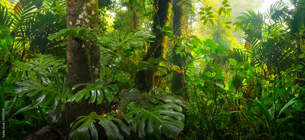哥斯达黎加中美洲雨林