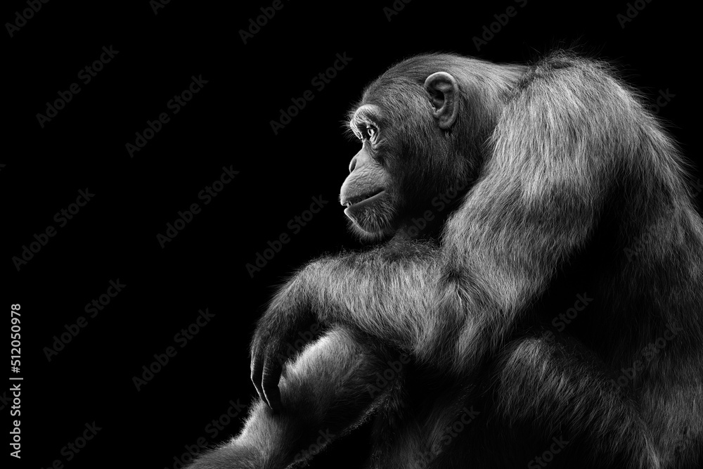 黑猩猩猴子坐在黑色画像上