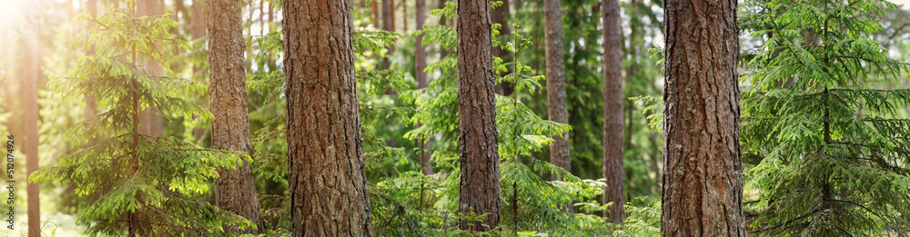Panoramic view of the coniferous forest in spring in the sunny morning.