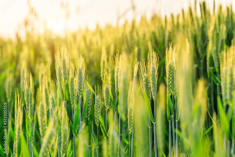 春田里新鲜的绿小麦穗特写。农业场景。