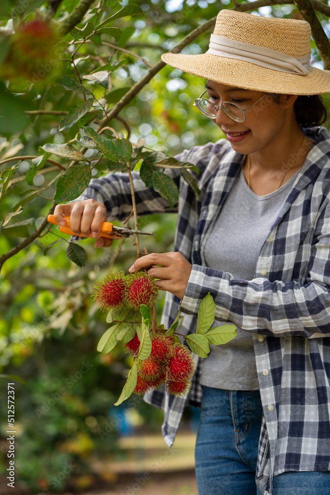 Harvest Rambutan by Smart woman Farmer in Rambutan fruit organic farm, working in plant farm concept