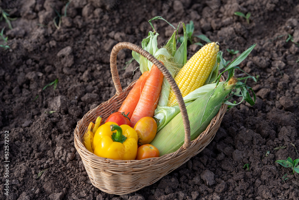农场土壤上竹篮里的一堆蔬菜，卷心菜、胡萝卜、萝卜、玉米