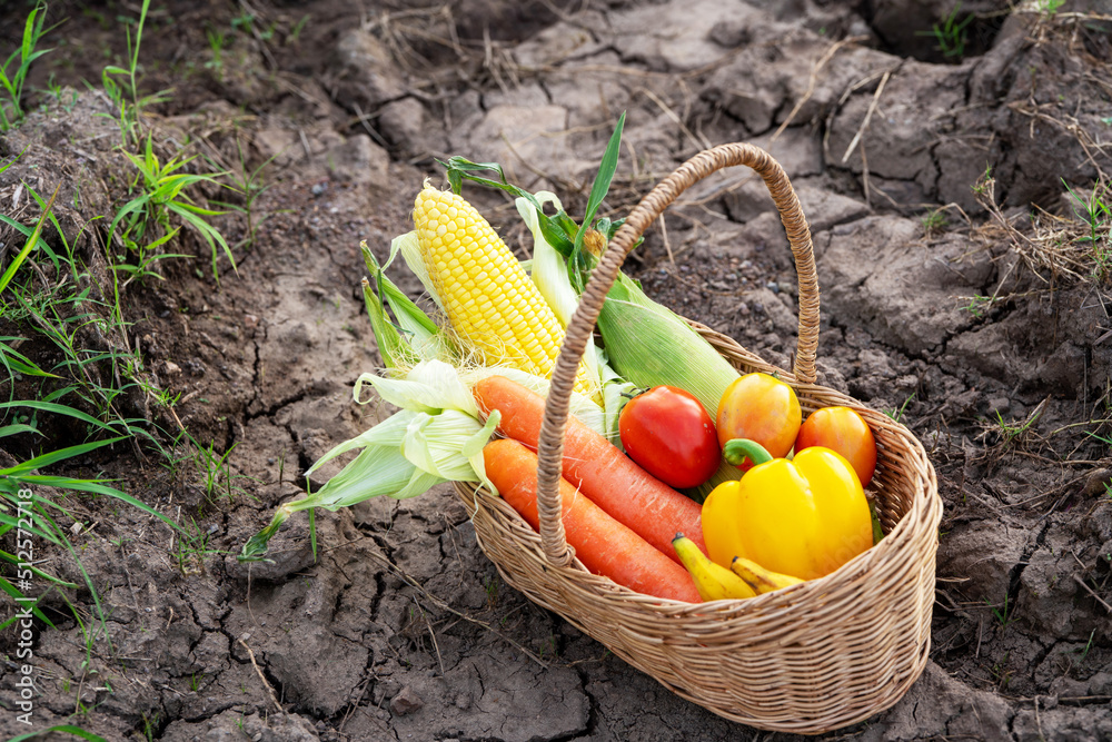 农场土壤上竹篮里的一堆蔬菜，卷心菜、胡萝卜、萝卜、玉米