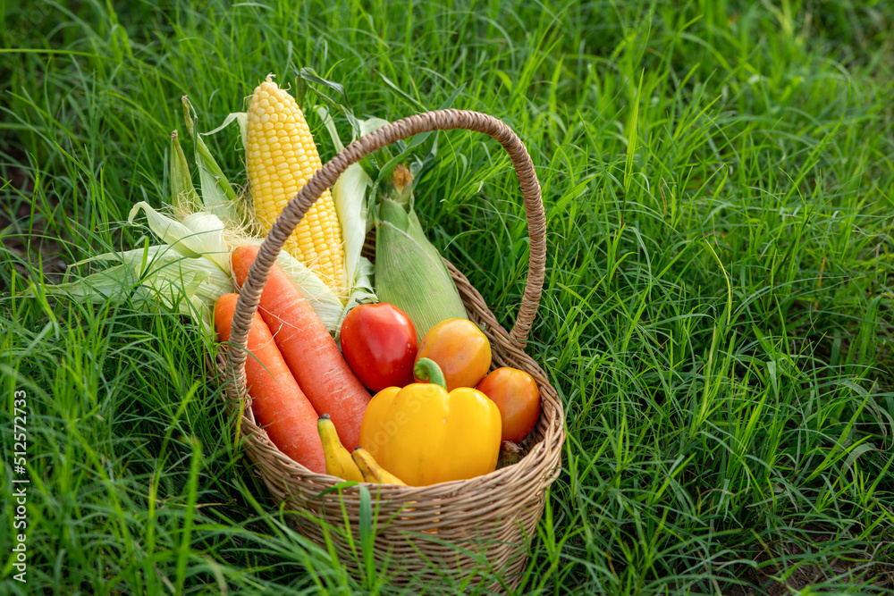 有机农业中绿草上竹篮里的一堆蔬菜，卷心菜、胡萝卜、萝卜