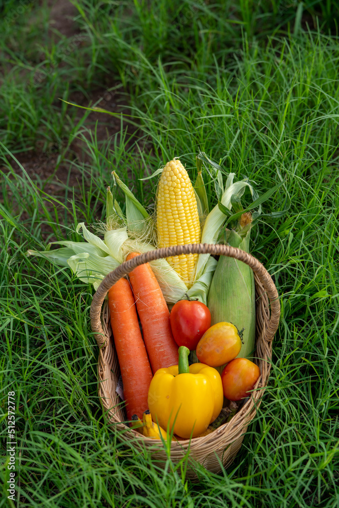 有机农业中绿草上竹篮里的一堆蔬菜，卷心菜、胡萝卜、萝卜