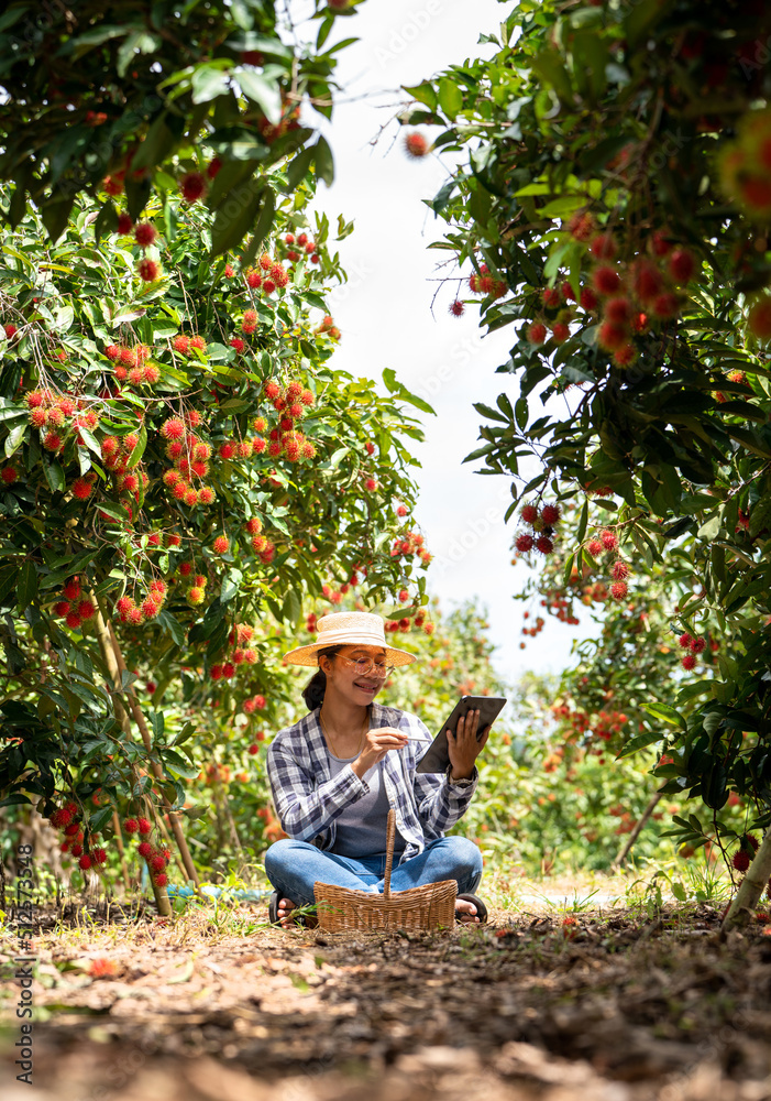 亚洲女农民红毛丹果农使用平板电脑或智能p检查产品红毛丹的质量