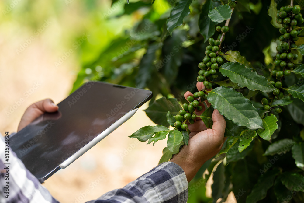 女农民用农学家的手Robusta检查阿拉比卡咖啡豆和片剂农民浆果