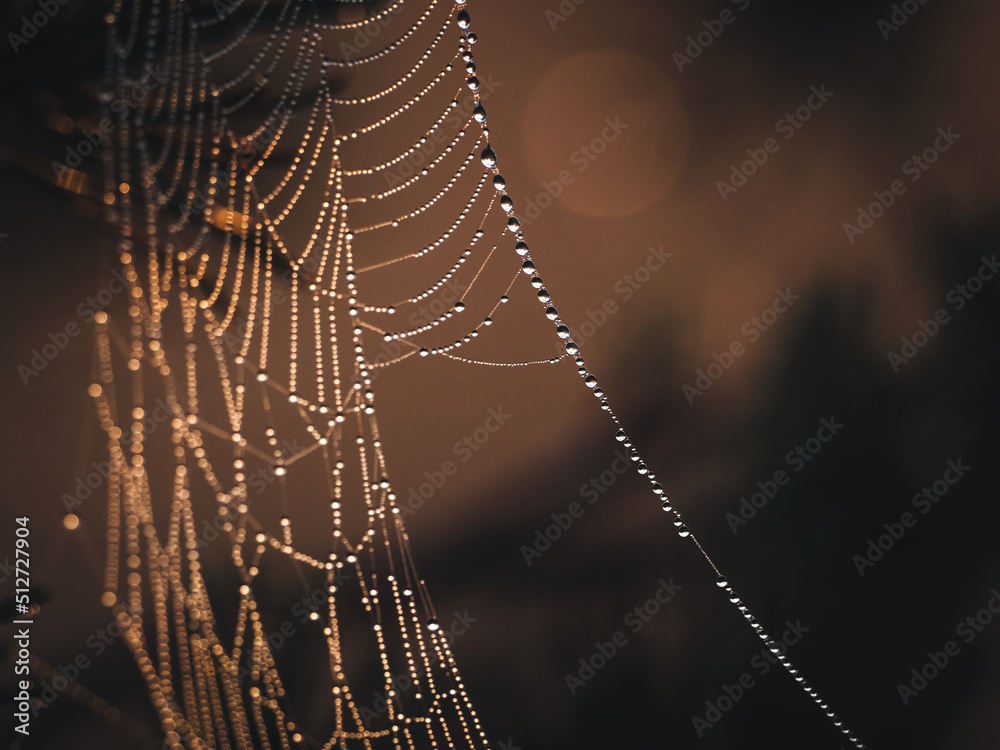 清晨，蛛网上的露珠紧紧地落在松枝上