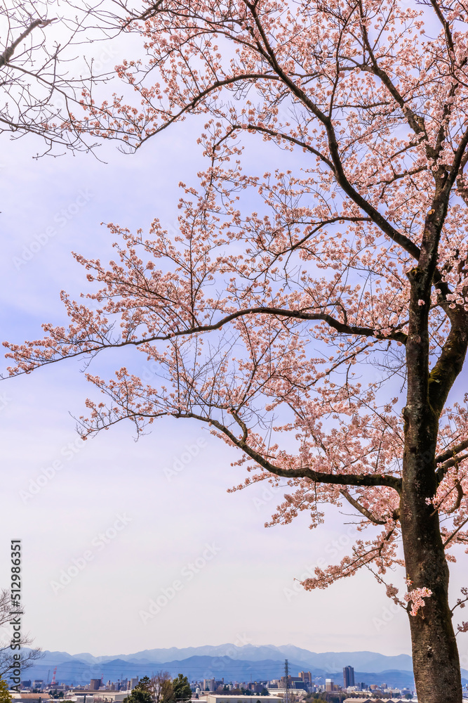 ピンク色が綺麗な満開の桜