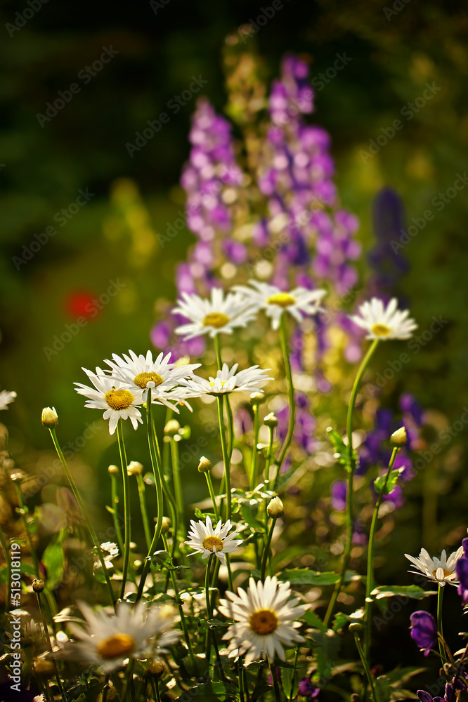 菊花在夏天的自然环境中盛开。明亮的白色雏菊生长在
1637953926,三峡峡谷瀑布448