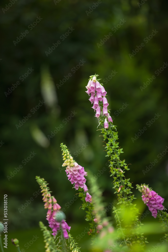 五颜六色的粉红色狐猴花在郁郁葱葱的绿色花园里绽放。紫色的户外植物在a b中生长