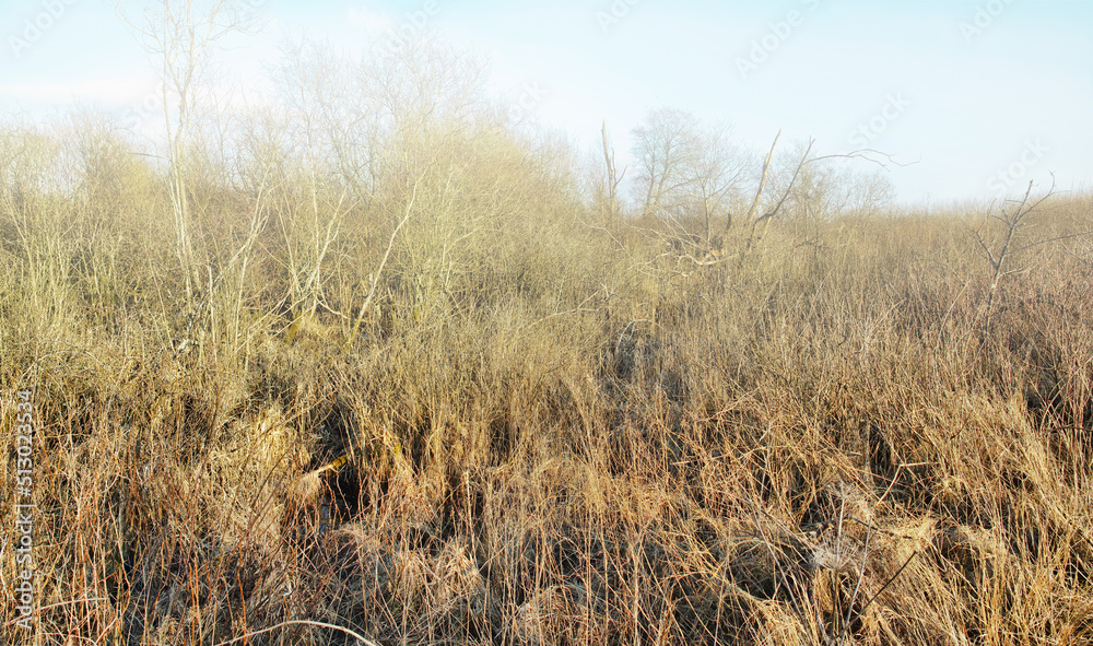 早春欧洲空旷草原沼泽中的干燥或干旱草。未经开垦的纹理