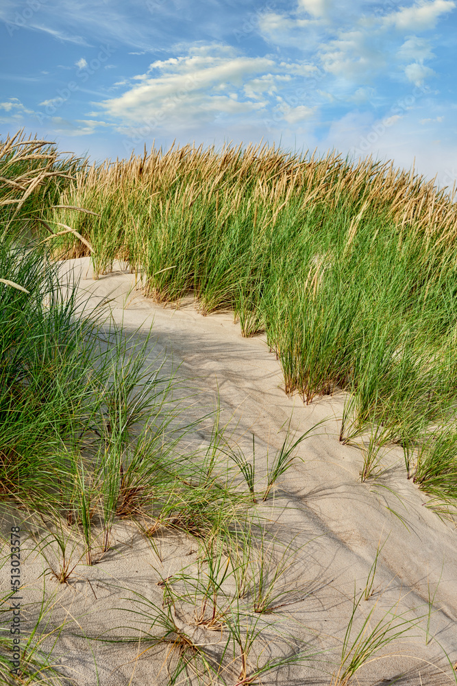 丹麦洛肯日德兰半岛西海岸的沙滩景观。一簇簇草的特写