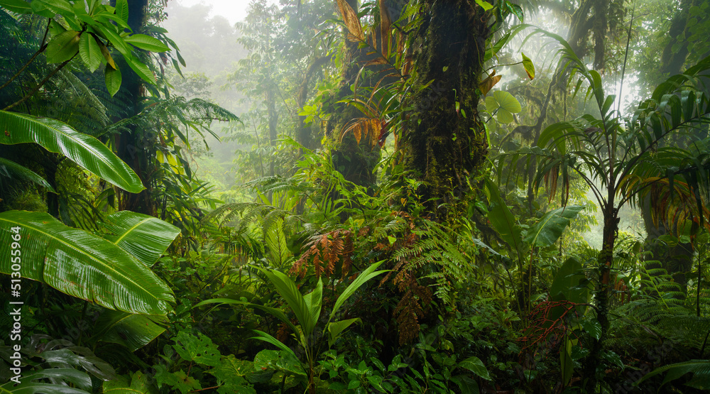 中美洲的雨林