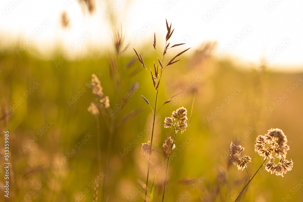 黄昏黄金时段的草地和花朵，背景模糊。夏天、春天和秋天