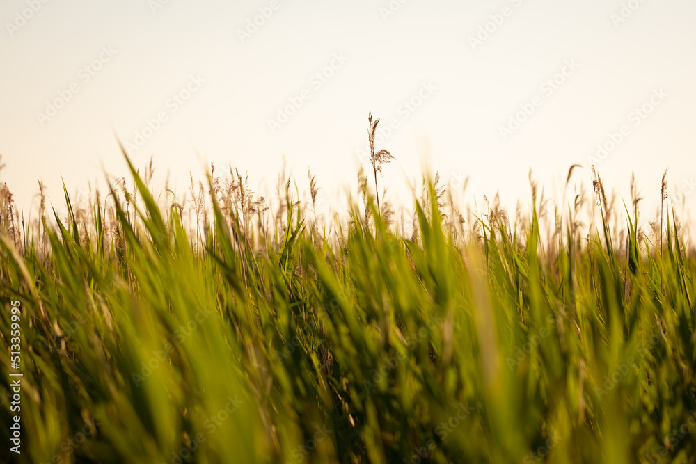 Meadow grass and flowers in the evening golden hour with blurred background. Summer, spring and autu